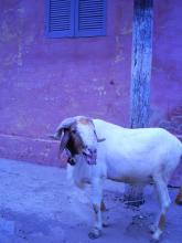 A goat in the street