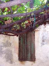A grape vine and a window